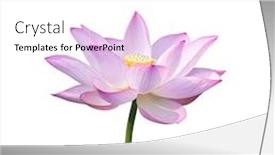  Presentation with lotus - Cool new PPT layouts with lotus-on-isolated-white-background backdrop and a white colored foreground