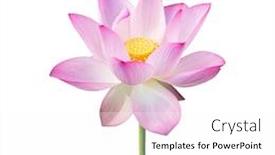  Presentation with lotus - Colorful presentation design enhanced with lotus-on-isolated-white-background backdrop and a white colored foreground