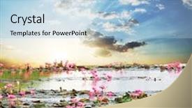  Presentation with lotus - PPT theme enhanced with lotus on lake background and a light blue colored foreground