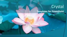  Presentation with lotus flower - PPT layouts featuring lotus-or-waterlilly-flower background and a ocean colored foreground