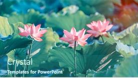  Presentation with lotus flower - Presentation consisting of lotus-or-waterlilly-flower background and a ocean colored foreground