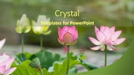  Presentation with lotus flower - Presentation theme consisting of lotus-or-waterlilly-flower background and a tawny brown colored foreground