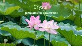  Presentation with lotus flower - Cool new presentation theme with lotus or waterlilly flower in the pond backdrop and a forest green colored foreground