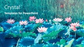  Presentation with lotus flower - Presentation theme featuring lotus or waterlilly flower background and a ocean colored foreground