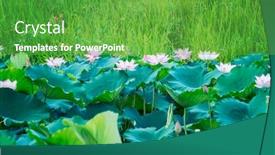  Presentation with lotus flower - Cool new PPT theme with lotus or waterlilly flower backdrop and a shamrock green colored foreground