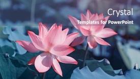  Presentation with lotus - Presentation theme with lotus-or-waterlilly-flower background and a ocean colored foreground