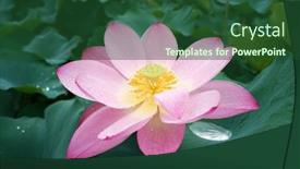  Presentation with lotus flower - Colorful PPT theme enhanced with lotus-or-waterlilly-flower backdrop and a forest green colored foreground