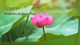  Presentation with lotus flower - Presentation having lotus-or-waterlilly-flower background and a yellow colored foreground