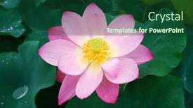  Presentation with lotus flower - Presentation theme consisting of lotus-or-waterlilly-flower background and a forest green colored foreground