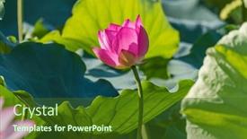  Presentation with lotus flower - Theme featuring lotus-or-waterlilly-flower background and a tawny brown colored foreground