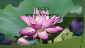  Presentation with lotus flower - Presentation theme consisting of lotus-or-waterlilly-flower background and a ocean colored foreground