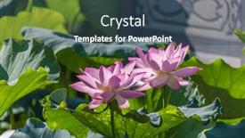  Presentation with lotus flower - PPT layouts consisting of lotus-or-waterlilly-flower background and a ocean colored foreground