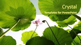  Presentation with pink lotus flower - Amazing PPT layouts having lotus rise up backdrop and a tawny brown colored foreground