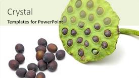  Presentation with seed - Audience pleasing PPT layouts consisting of lotus seed and pod backdrop and a yellow colored foreground