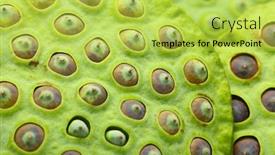  Presentation with seed - Presentation design featuring vegetal aquatic - lotus seed pod close up background and a yellow colored foreground