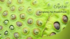  Presentation with seed - Cool new PPT theme with lotus seed pod close up backdrop and a yellow colored foreground