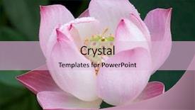  Presentation with dew - Cool new PPT layouts with lotus with dew backdrop and a lemonade colored foreground