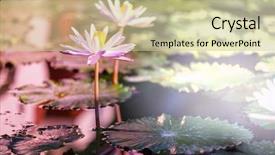  Presentation with lotus - Audience pleasing presentation consisting of lotus backdrop and a soft green colored foreground