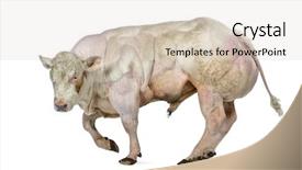  Presentation with blue flower bulb field - Cool new PPT theme with louis pasteur - belgian blue bull 8 months backdrop and a lemonade colored foreground