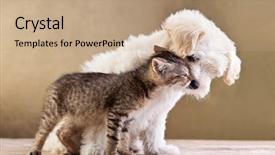  Presentation with cat dog - Cool new theme with love - friends - small dog backdrop and a coral colored foreground