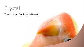  Presentation with love bird - Colorful slide set enhanced with love-bird-in-front backdrop and a white colored foreground