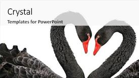  Presentation with black - Presentation theme having black swans isolated on white background and a white colored foreground