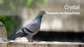  Presentation with concrete - Presentation having faith dove - cautious pigeon sitting background and a gray colored foreground