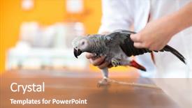  Presentation with examination - Audience pleasing PPT theme consisting of pet therapy - examination of wings of sick backdrop and a coral colored foreground