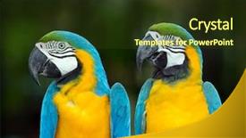  Presentation with parrots - Amazing PPT theme having  backdrop and a  colored foreground