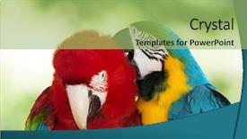  Presentation with parrots - Amazing presentation theme having pair of colorful macaws parrots backdrop and a mint green colored foreground