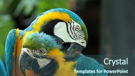  Presentation with parrots - Beautiful slide set featuring pair of colorful macaws parrots backdrop and a ocean colored foreground