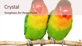  Presentation with octopus on isolated white - Cool new PPT theme with pair of lovebirds agapornis-fischeri backdrop and a lemonade colored foreground