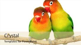  Presentation with pair - Presentation theme featuring love parrots - pair of lovebirds agapornis-fischeri isolated background and a blonde colored foreground