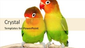  Presentation with pair - Presentation theme having love parrots - pair of lovebirds agapornis-fischeri isolated background and a yellow colored foreground