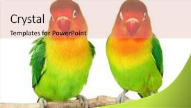  Presentation with pair - Theme having pair of lovebirds agapornis-fischeri background and a coral colored foreground