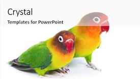  Presentation with pair - Beautiful presentation featuring love parrots - pair of lovebirds agapornis-fischeri isolated backdrop and a white colored foreground