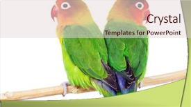  Presentation with pair - Amazing slide deck having love parrots - pair of lovebirds agapornis-fischeri isolated backdrop and a lemonade colored foreground