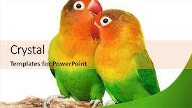  Presentation with pair - Colorful presentation enhanced with love parrots - pair of lovebirds agapornis-fischeri isolated backdrop and a gold colored foreground