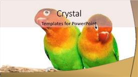  Presentation with pair - Slide set consisting of red flowers and buds on a branch of bombax ceiba tree background and a light blue colored foreground.