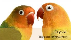  Presentation with peach and cherries - Presentation theme enhanced with peach-faced lovebirdin - agapornis roseicollis background and a yellow colored foreground