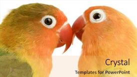  Presentation with flat peach tree - Presentation theme consisting of peach-faced lovebirdin - agapornis roseicollis background and a yellow colored foreground