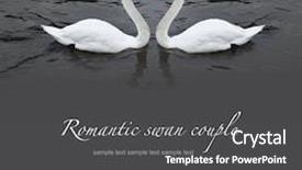 Presentation with romantic - PPT theme enhanced with romantic swan couple in black background and a dark gray colored foreground