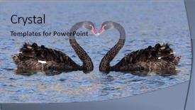  Presentation with black feminism - Slides having some black swan background and a light blue colored foreground