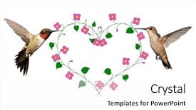  Presentation with hummingbirds - Cool new presentation theme with s day design on white backdrop and a white colored foreground