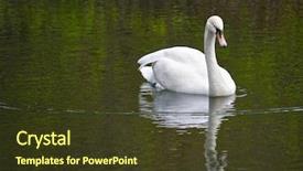  Presentation with lonely - Cool new slide deck with white lonely swan in pond backdrop and a tawny brown colored foreground
