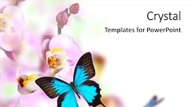  Presentation with cymbidium orchid - Cool new slides with love butterflies - butterfly on blossoms of orchid backdrop and a white colored foreground