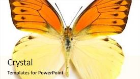  Presentation with indonesia - Cool new theme with love butterflies - hebomoia leucippe butterfly native backdrop and a blonde colored foreground