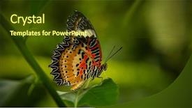  Presentation with butterfly transformation - Presentation enhanced with love butterflies - leopard lacewing butterfly cethosia cyanae background and a tawny brown colored foreground