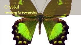  Presentation with indonesia - Slides featuring love butterflies - papilio neumoegeni is a large background and a tawny brown colored foreground