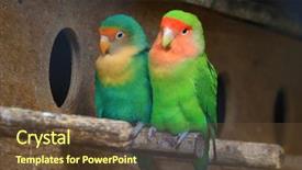  Presentation with parrots - Audience pleasing presentation theme consisting of love colorful parrots backdrop and a tawny brown colored foreground